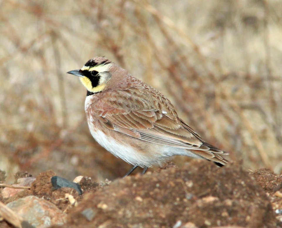 655 - HORNED LARK (3-8-11) san rafael grasslands, scc, az - (2)