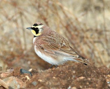 655 - HORNED LARK (3-8-11) san rafael grasslands, scc, az - (2)