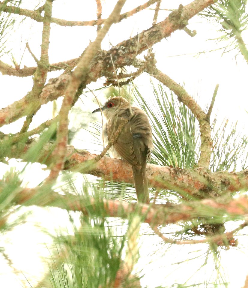 445 - BLACK-BILLED CUCKOO (6-2-2018) isabella co, mi -06