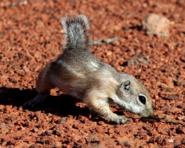 SQUIRREL, WHITE-TAILED ANTELOPE (Ammospermophilus leucurus) (10-13-11) burr point, garfield co, ut -03 photo