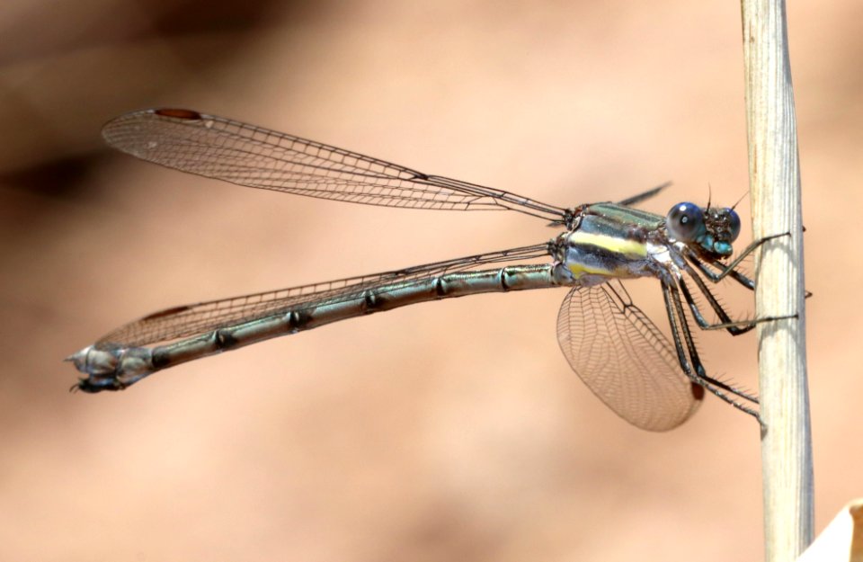 SPREADWING, GREAT (Archilestes grandis) (11-6-2020) garden canyon, ft huachuca, huachuca mts, cochise co, az -02