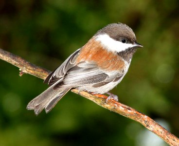 675 - CHESTNUT-BACKED CHICKADEE (12-27-11) boulder creek, santz cruz co, ca (1) photo