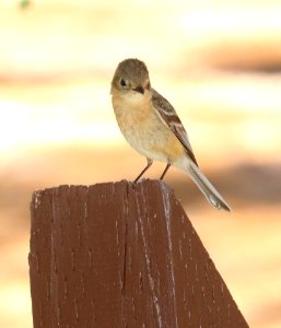 585 - BUFF-BREASTED FLYCATCHER (5-28-2020) reef campground area, carr canyon road, huachuca mts, cochise co, az -01