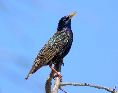 772 - EUROPEAN STARLING (3-23-08) atascadero, slo co, ca (3)