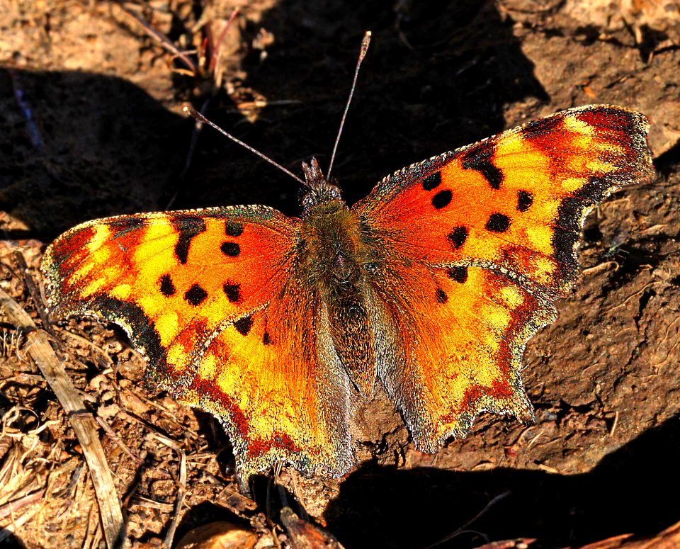 COMMA, HOARY (Polygonia gracilis) (8-26-12) 10,000 ft, south of dolores peak, dolores co, co   (5)