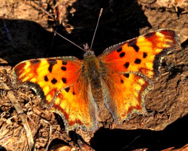 COMMA, HOARY (Polygonia gracilis) (8-26-12) 10,000 ft, south of dolores peak, dolores co, co   (5)