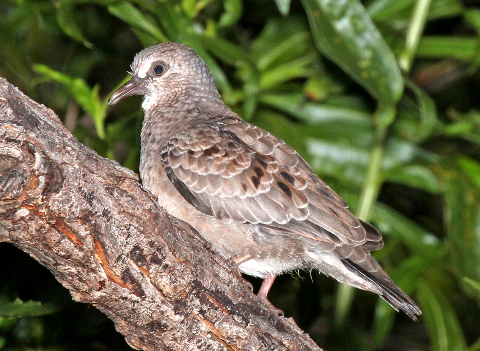 436 - COMMON GROUND-DOVE (7-10-2015) immature, patagonia lake, santa cruz co, az -01