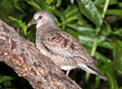 436 - COMMON GROUND-DOVE (7-10-2015) immature, patagonia lake, santa cruz co, az -01