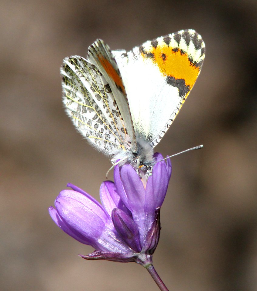 ORANGETIP, PACIFIC (anthocharis sara) (4-15-07) female, nectar on blue-dick, canet rd, slo co, ca  (3)