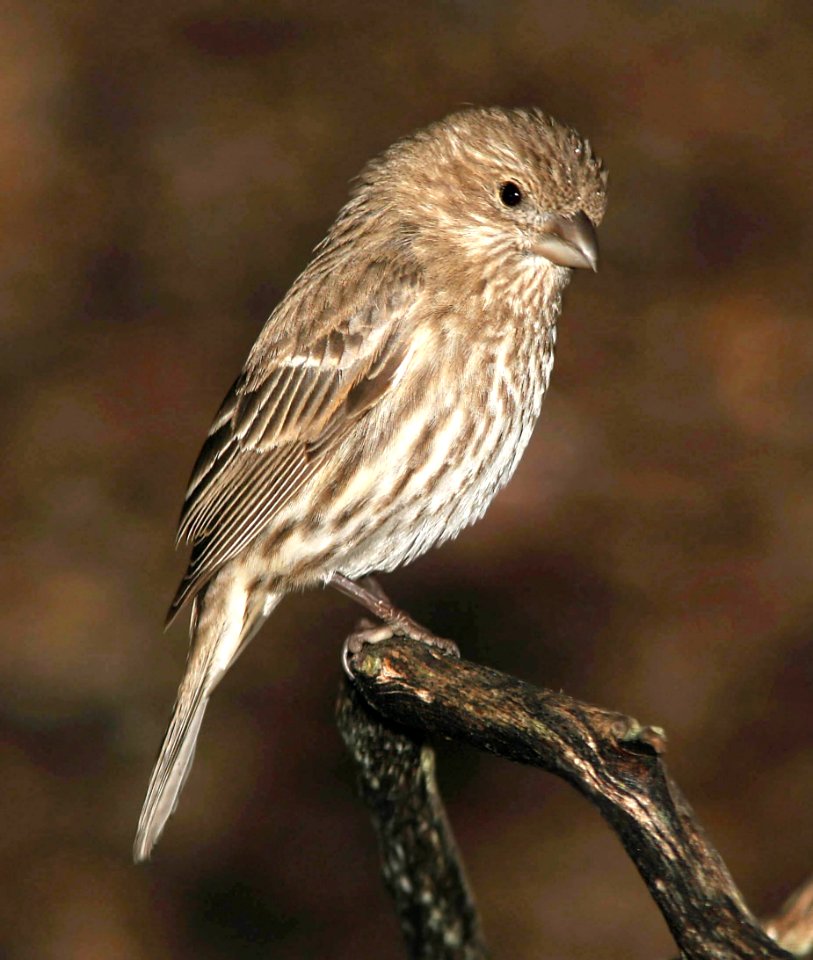 964 - HOUSE FINCH (2-1-07) fem, canet rd, slo co, ca