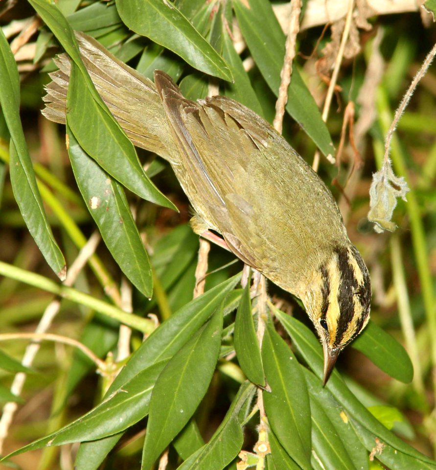 797 - WORM-EATING WARBLER (4-19-12) convention center, south padre island, tx  (6)