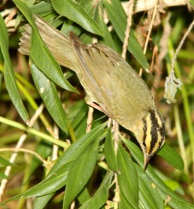 797 - WORM-EATING WARBLER (4-19-12) convention center, south padre island, tx  (6)