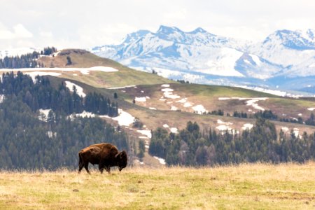 Bison walking on the ridge of Bison Peak photo
