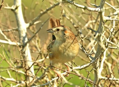 867 - BOTTERI'S SPARROW (4-25-2019) texana subspecies, palo alto battlefield nat historic site, cameron co, tx (4)