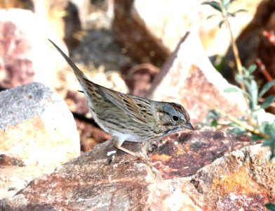 893 - LINCOLN'S SPARROW (3-25-2018) patagonia lake, santa cruz co, az -01