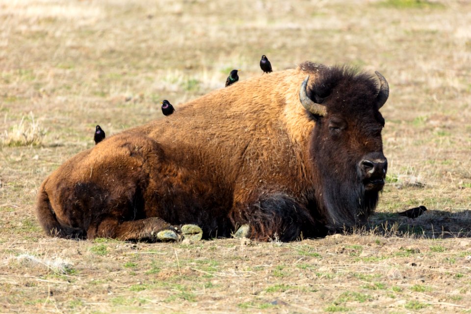 Starlings resting on a sleeping bison