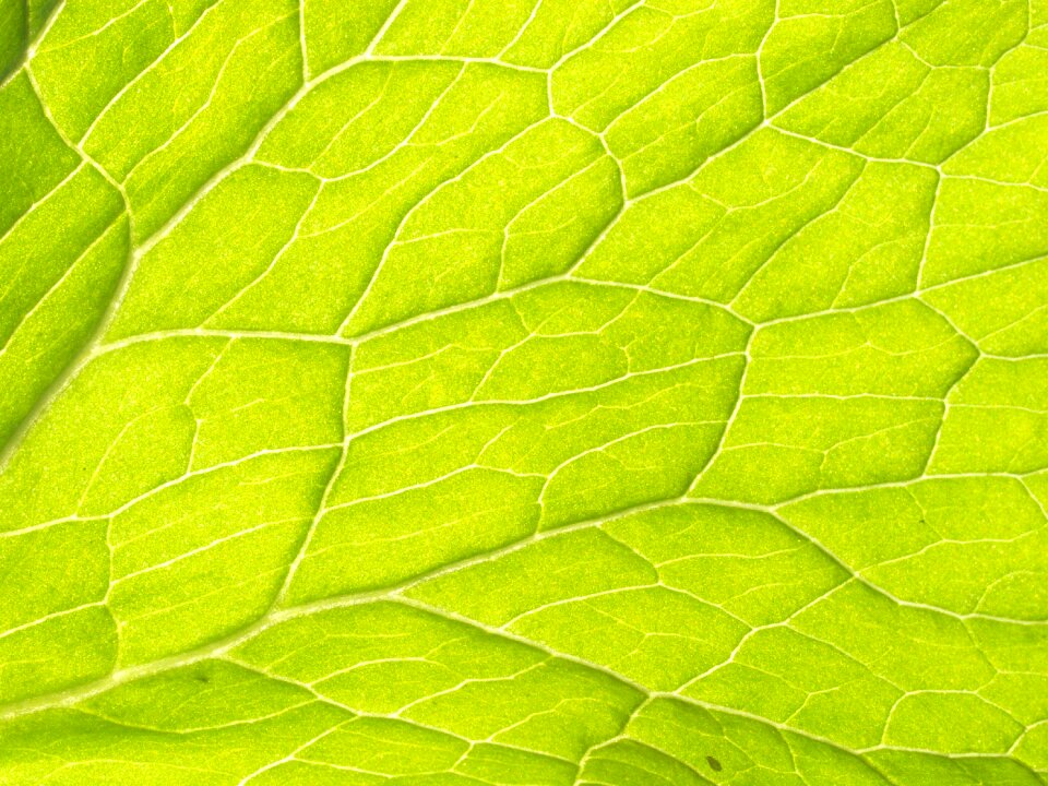 Vascular bundle plant tissue vascular plant