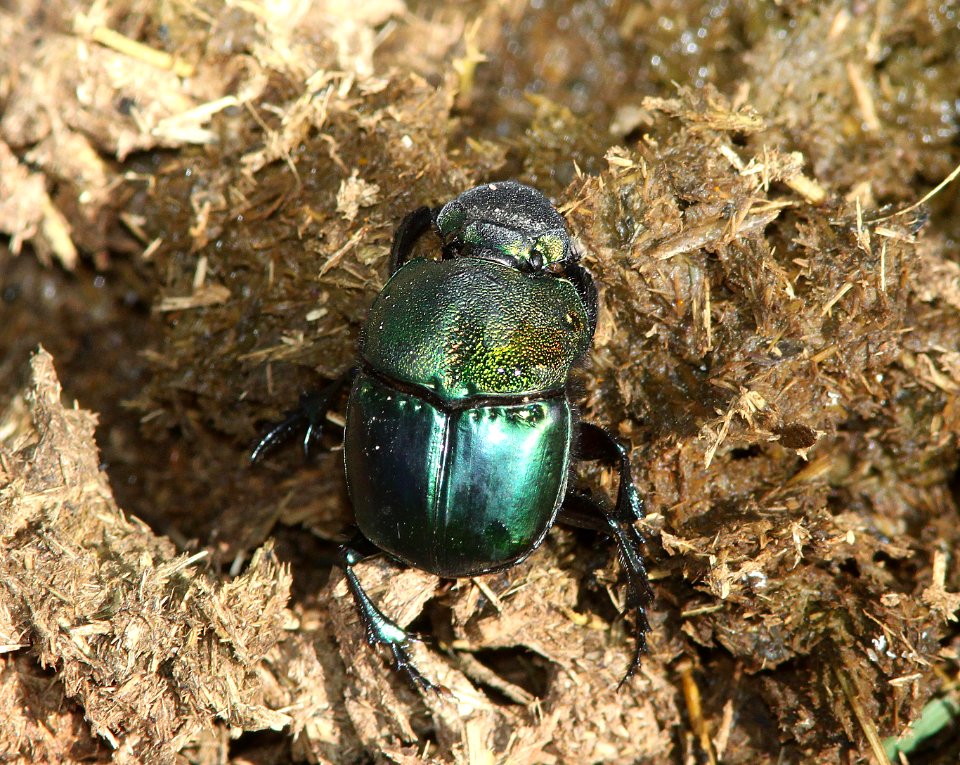 RAINBOW SCARAB (Phanaeus vindex) (10-18-10) patagonia lake state park, scc, az -03
