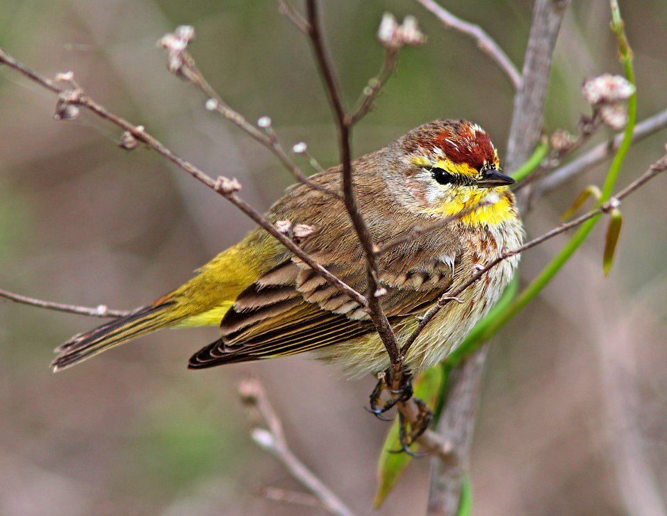 833 - PALM WARBLER (3-1-13) eagle lakes water reclamation facility, collier co, fl   (1)