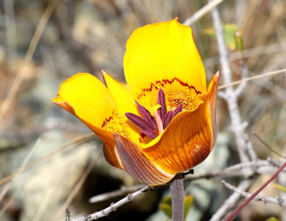 MARIPOSA LILY, CLUBHAIR (Calochortus clavatus) (6-22-10) north end of cuesta ridge, slo co, ca -01