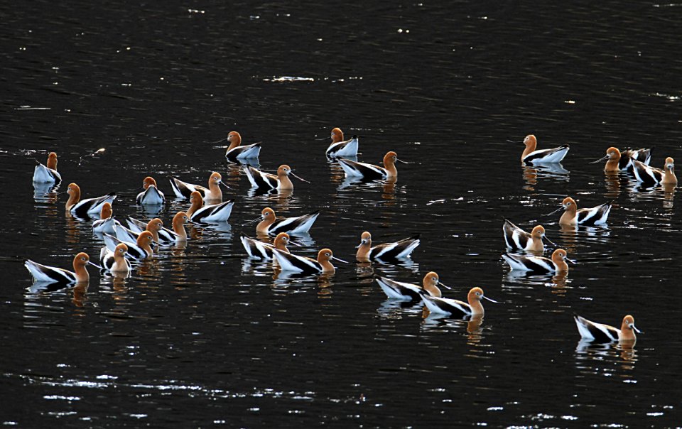 American avocet on Floating Island Lake