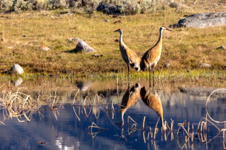 A pair of sandhill cranes (Grus canadensis) search for food along the edge of an ephemeral pond