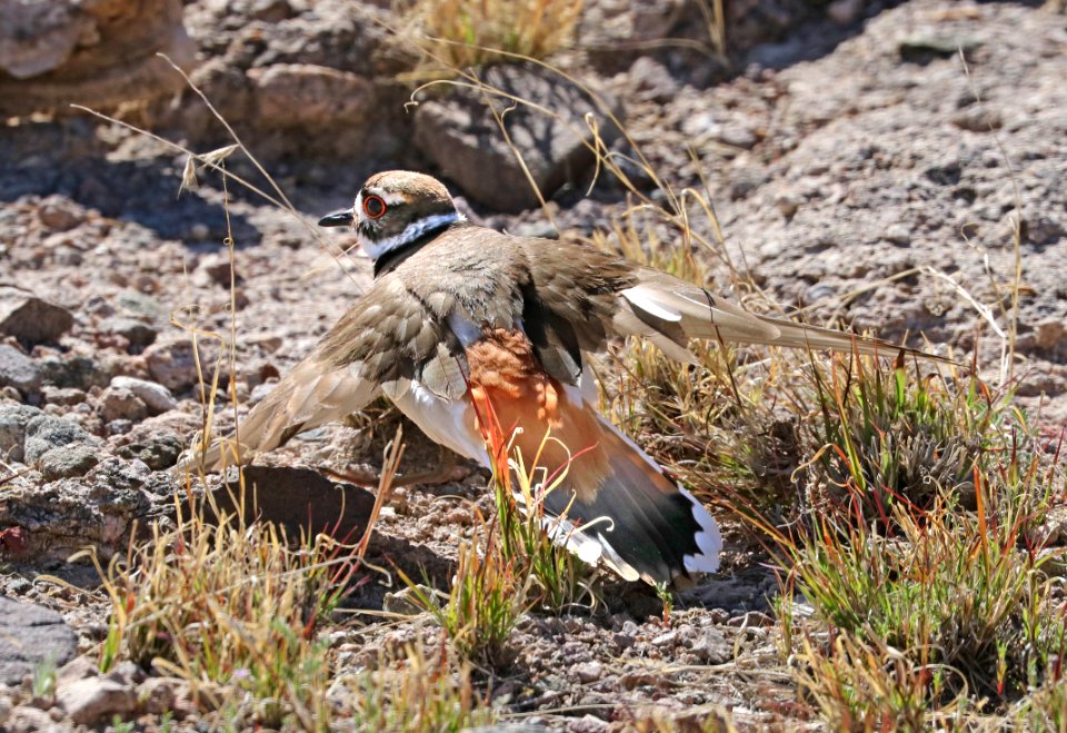 267 - KILLDEER (3-8-2017) west end patagonia lake, santa cruz co, az -01
