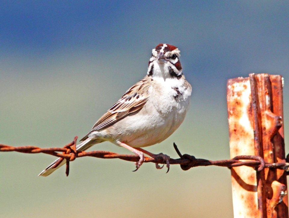 878 - LARK SPARROW (4-30-10) morro bay, slo co, ca  (3)