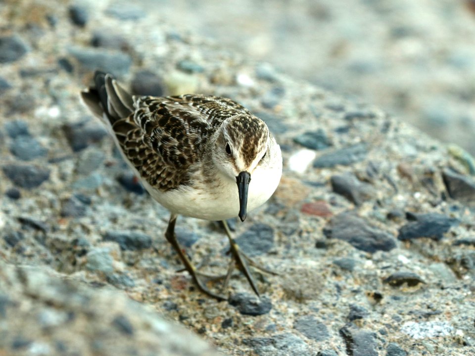 311 - SEMIPALMATED SANDPIPER (9-29-2018) wells, york co, maine -02