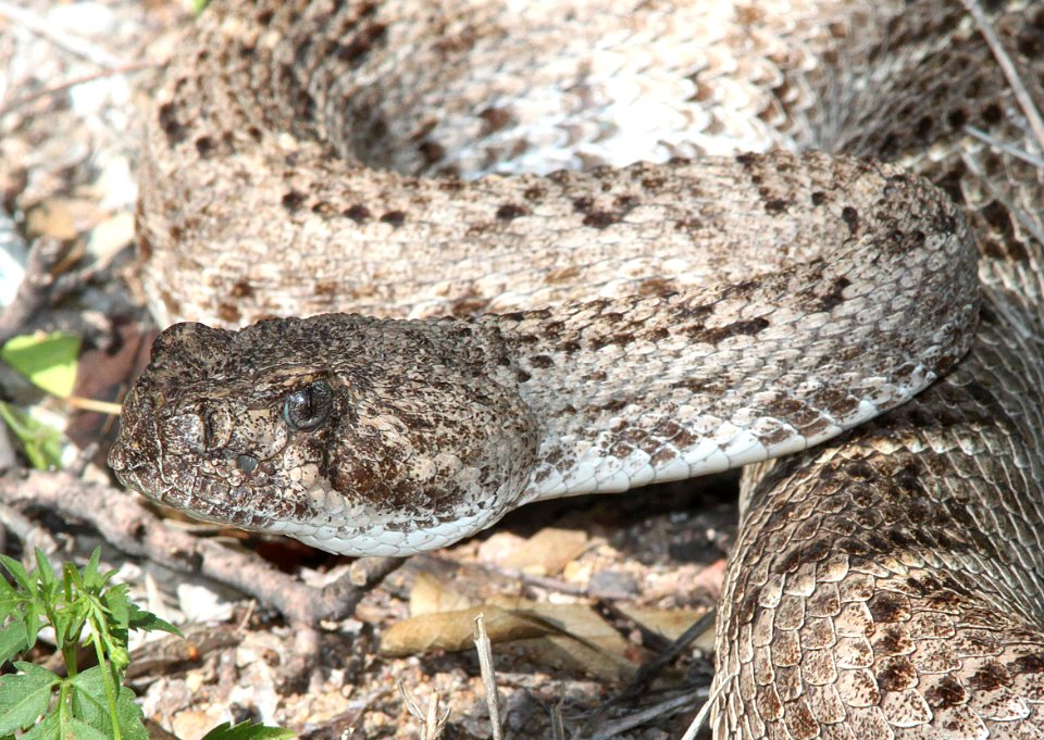 RATTLESNAKE, WESTERN DIAMOND-BACK (Crotalus atrax) (8-27-13) sonoita creek state natural area, scc, az -02b