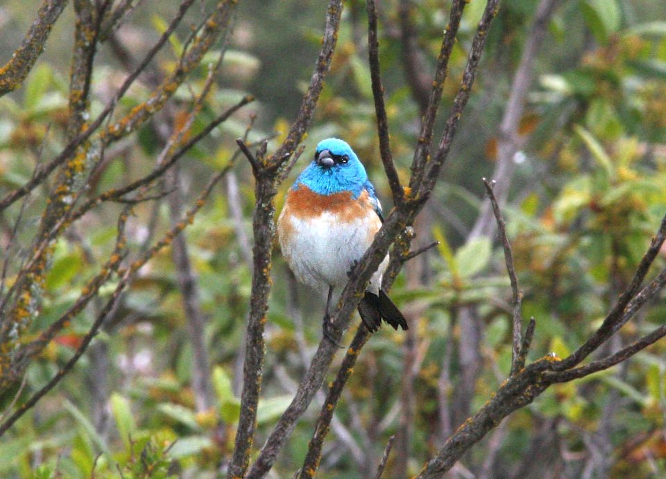 BUNTING, LAZULI (6-10-09) tv tower rd -05