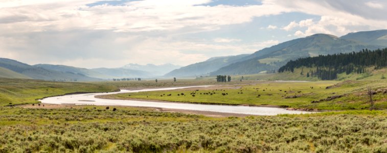 Summer in Lamar Valley