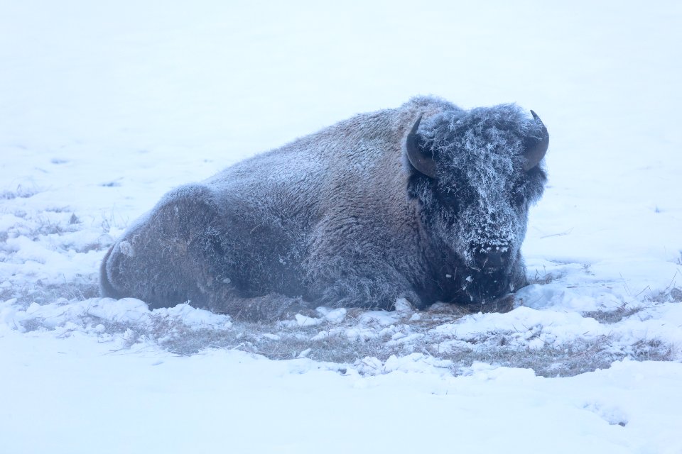 Frost-covered bison near Roaring Mountain