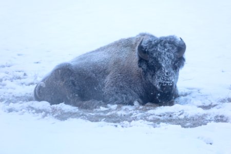 Frost-covered bison near Roaring Mountain photo