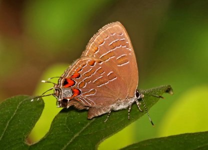 HAIRSTREAK, STRIPED (Satyrium liparops) (6-3-2017) nags head woods reserve, outer banks, dare co, nc -03 photo