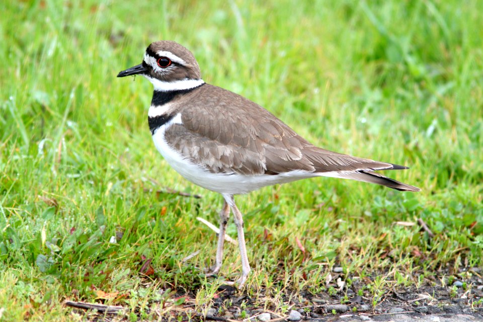 267 - KILLDEER (2-1-11) slo co, ca (1)