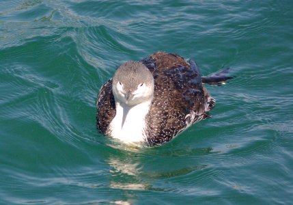 LOON, RED-THROATED (3-23-09) port san luis -03
