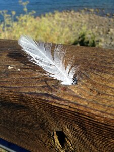 White feather hope photo