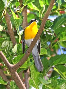 852 - YELLOW-BREASTED CHAT (5-27-2016) patagonia lake, santa cruz co, az -01