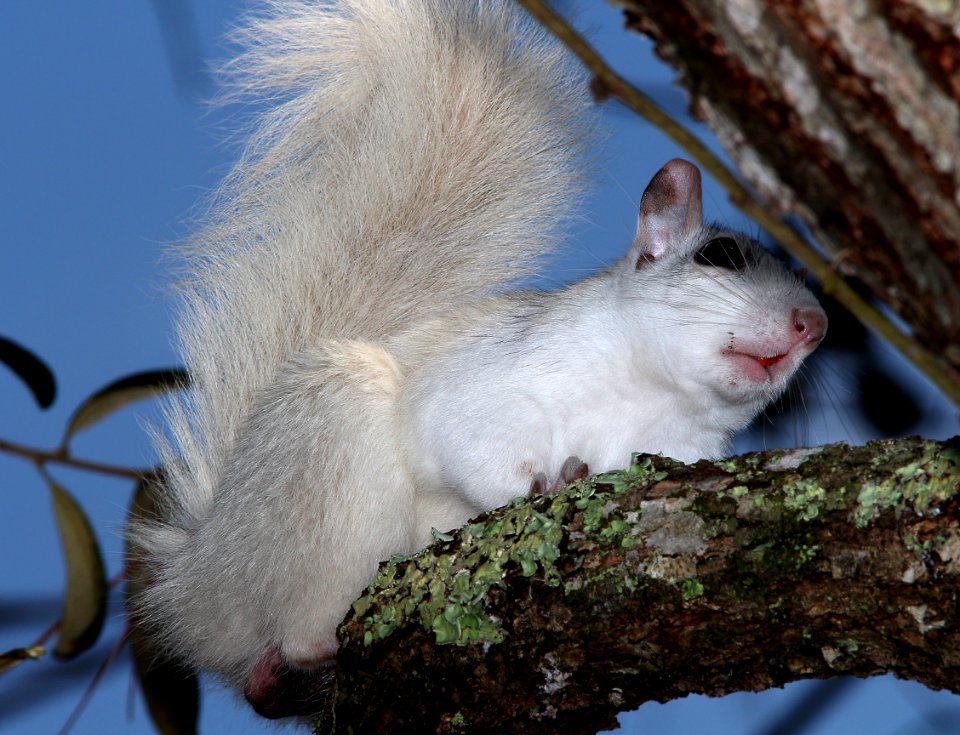 SQUIRREL, EASTERN GRAY (Sciurus carolinensis) (3-18-13) white morph, wakulla co, fl -01