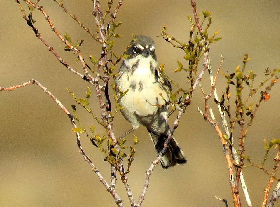 881.5 - SAGEBRUSH SPARROW (1-15-2021) kelbaker road exit, I-40, san bernadino co, ca (3)