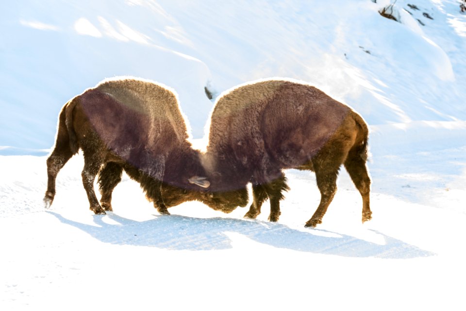 Bull bison sparring in the road