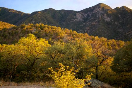 MADERA CANYON AREA -001