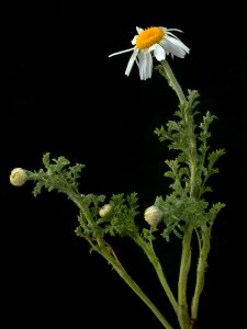 Wild wild flower wild plant