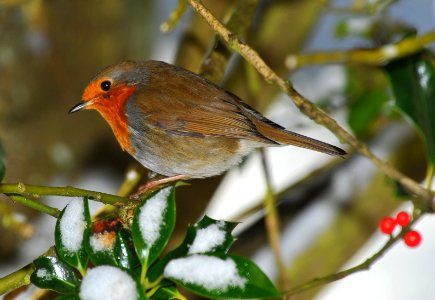 Robin