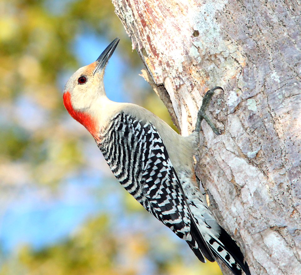 527 - RED-BELLIED WOODPECKER (1-22-10) e nat park, fl  (2)