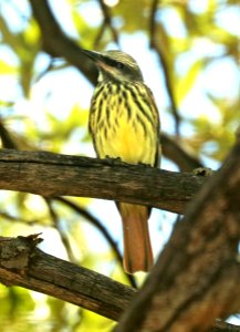 598 - SULPHER-BELLIED FLYCATCHER (5-30-2019) ramsey canyon, huachuca mts, cochise co, az -01