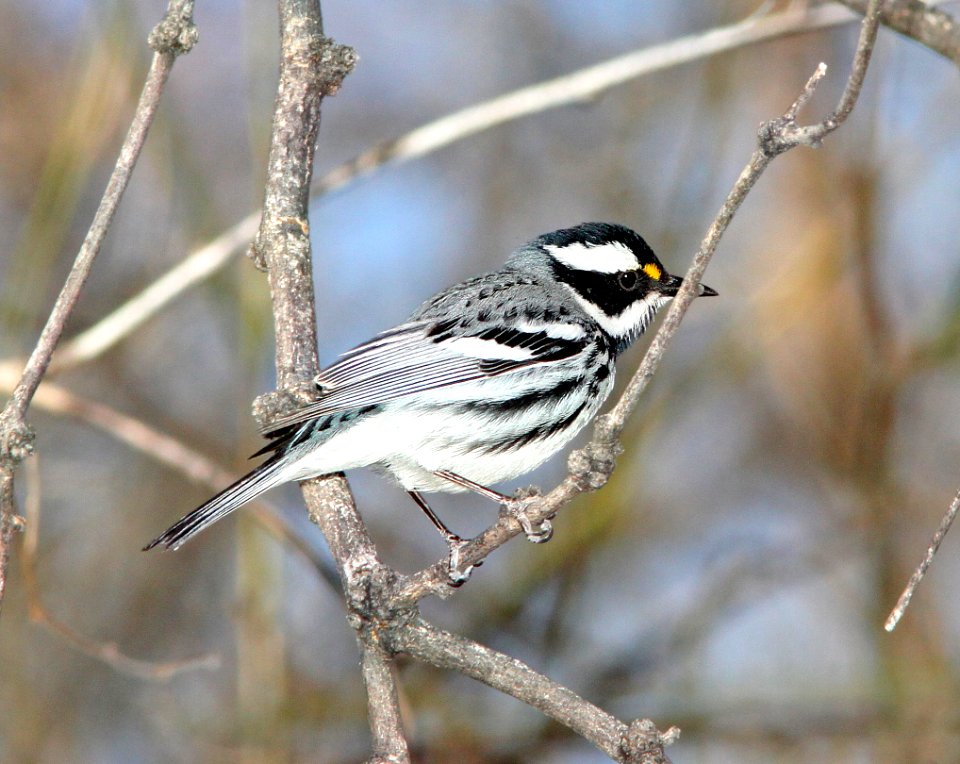 839 - BLACK-THROATED GRAY WARBLER (3-13-11) patagonia lake, scc,az - (10)