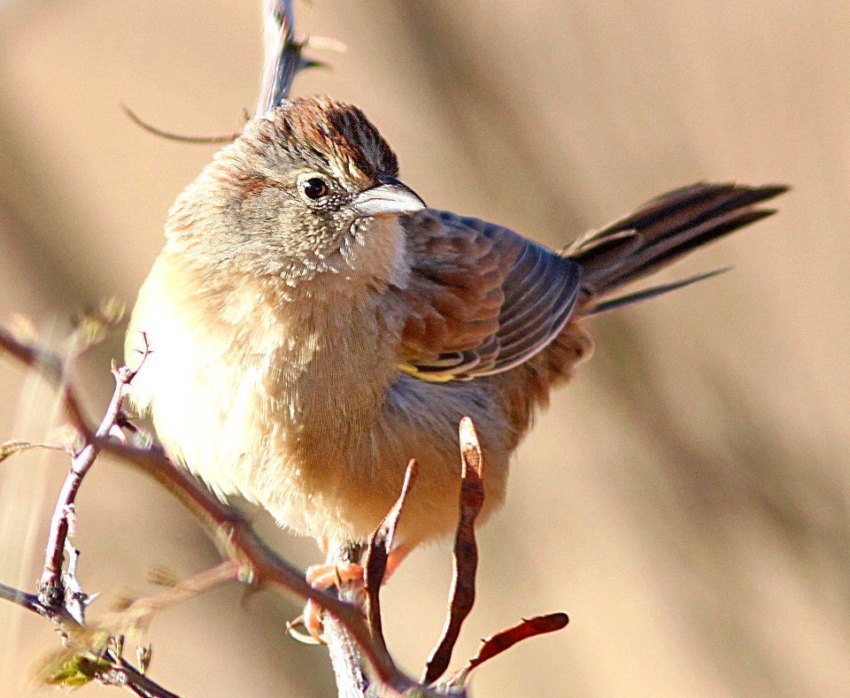 SPARROW, BOTTERI'S (12-17-12) Patagonia lake ranch estates, scc, az -02b