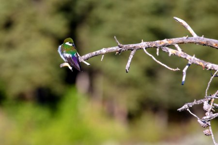 Violet-green swallow (Tachycineta thalassina)